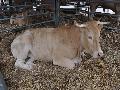 Vaca Blonde D`Aquitaine