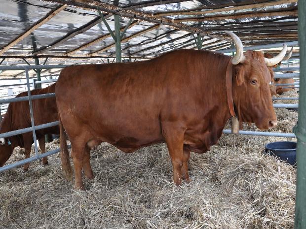 Vaca Alentejana