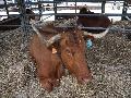 Vaca Alentejana