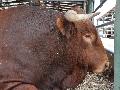 Vaca Alentejana