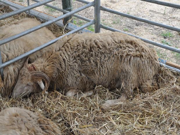 Ovelha Churra Terra Quente
