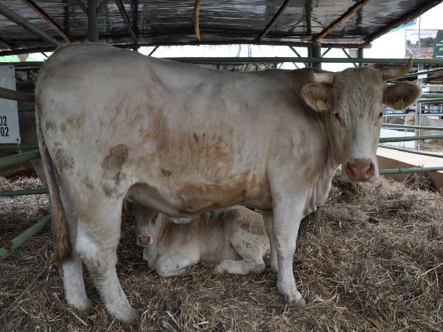 Vaca Charolesa