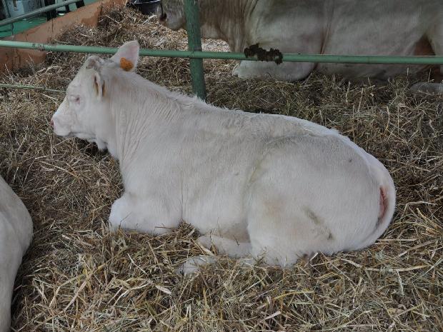 Vaca Charolesa