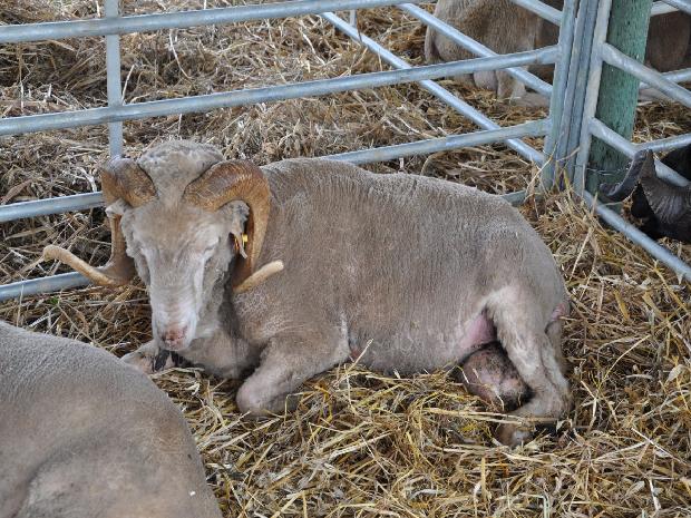 Ovelha Merina da Beira Baixa