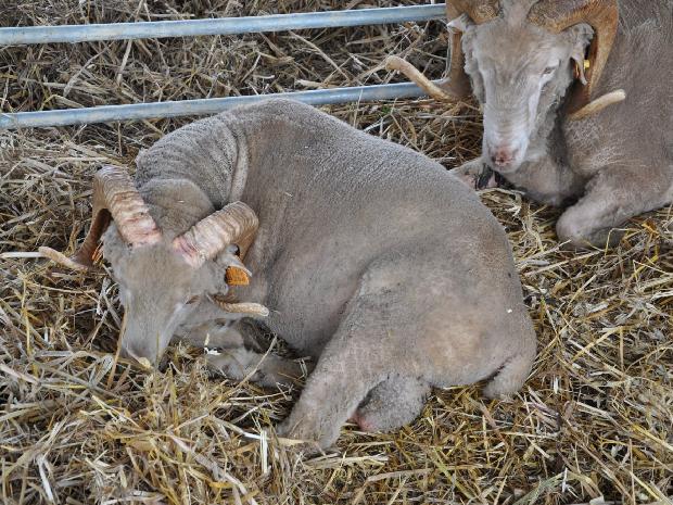 Ovelha Merina da Beira Baixa