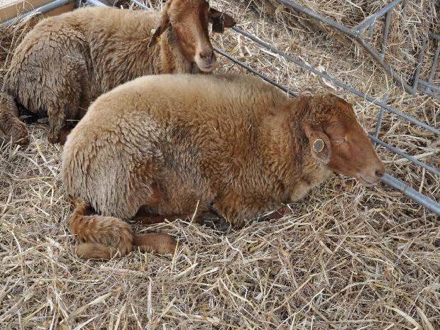 Ovelha Churra Badana