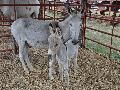 Burro doméstico