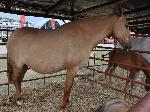 Cavalos