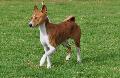 Basenji
