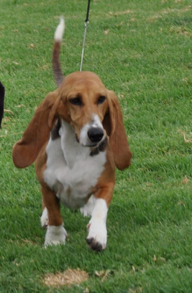 Basset Artesian Normand