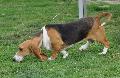 Basset Artesian Normand