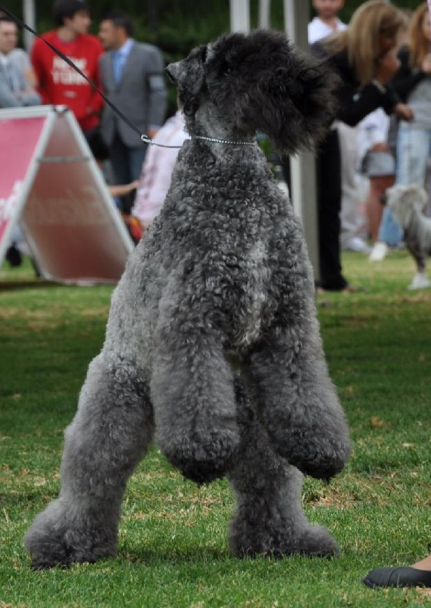 Kerry Blue Terrier