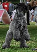 Kerry Blue Terrier