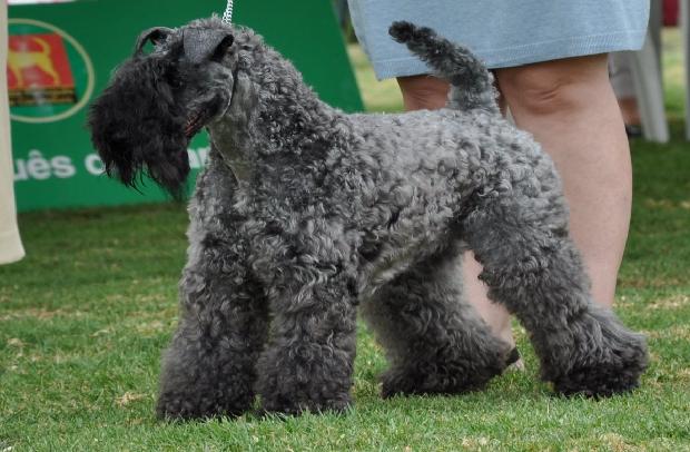 Kerry Blue Terrier