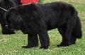 Cão da Terra Nova