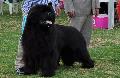 Cão da Terra Nova