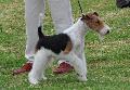 Fox Terrier Pêlo Cerdoso
