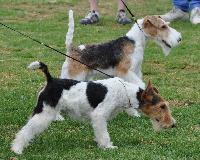 Criadores de cães Fox Terrier
