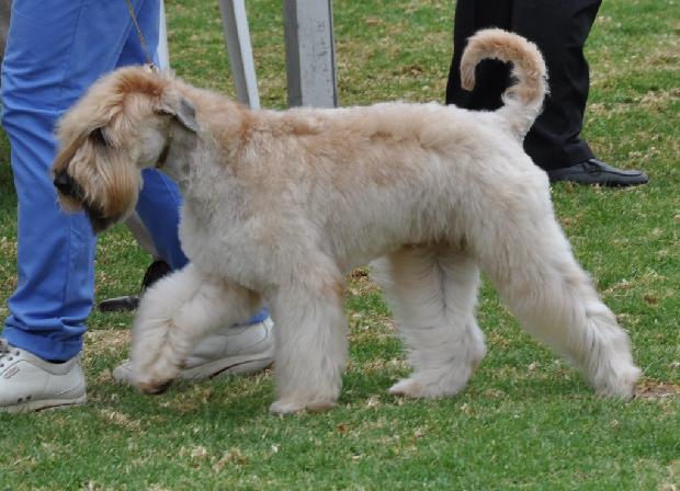 Soft Coated Wheaten Terrier