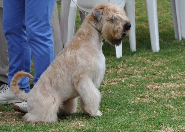 Soft Coated Wheaten Terrier