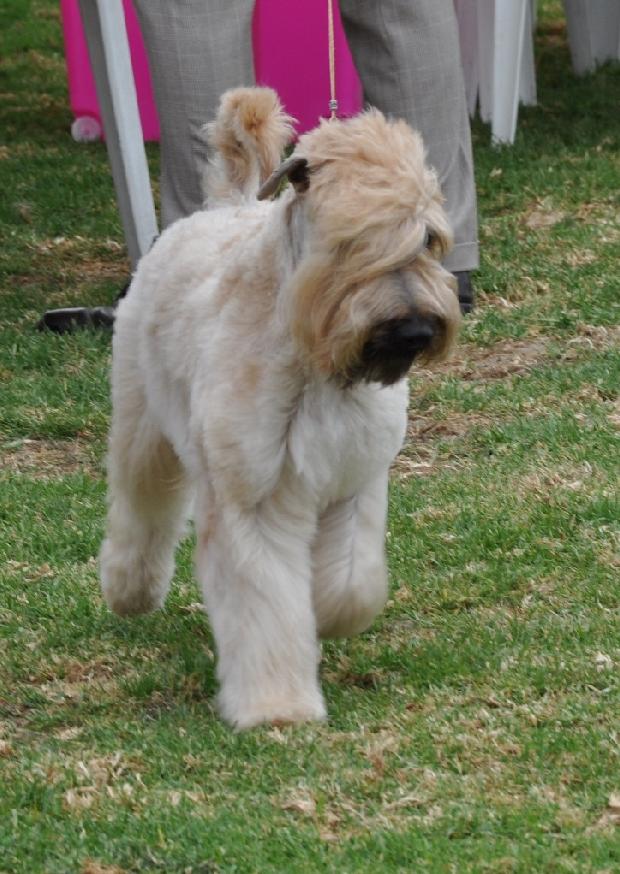 Soft Coated Wheaten Terrier