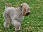 Cães