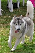 Husky Siberiano