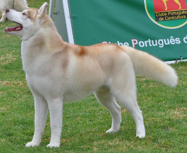 Husky Siberiano