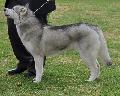 Husky Siberiano