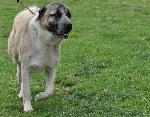 Cães