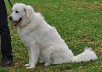 Cães