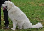 Cão de Pastor Polaco de Tatra