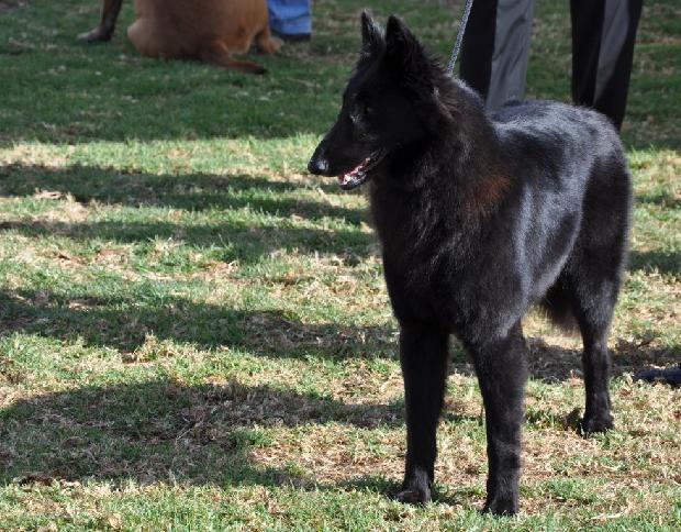 Pastor Belga Groenendael