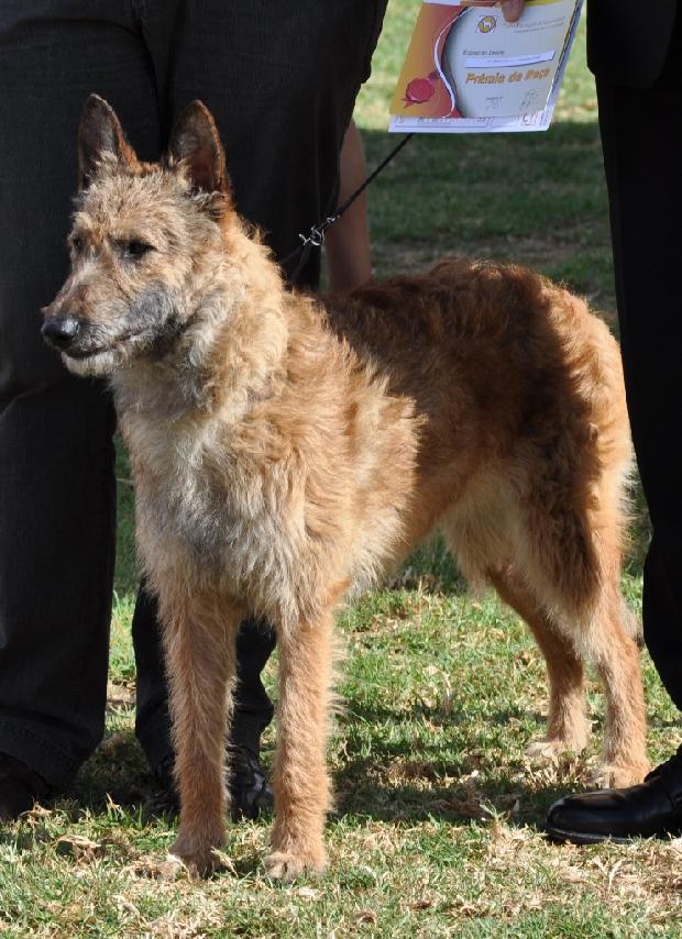 Pastor Belga Laekenois