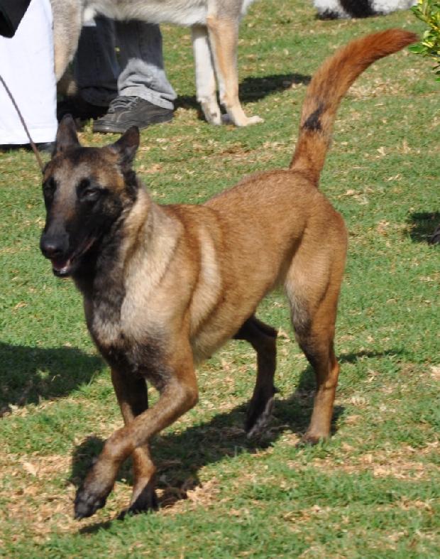 Pastor Belga Malinois