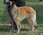 Cães