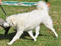 Cão de Pastor de Tatra