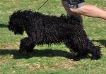 Cães