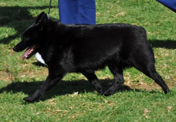 Schipperke