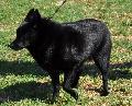 Schipperke