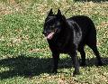 Schipperke