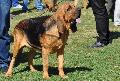 Cão de Santo Huberto