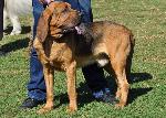 Criadores de cães Bloodhound