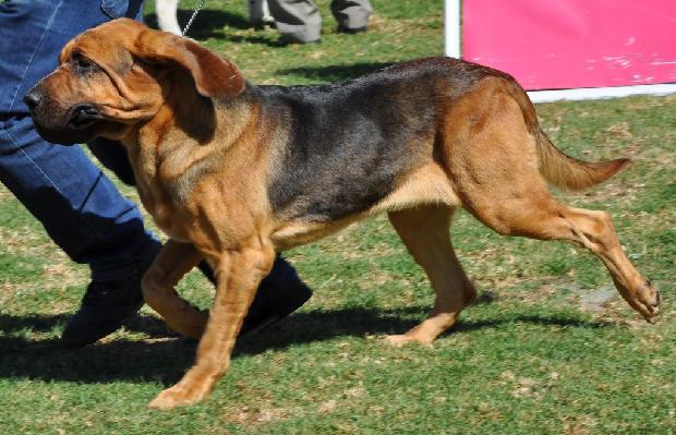 Cão de Santo Huberto