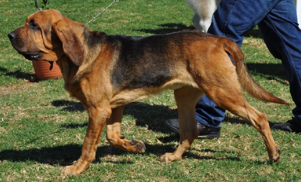 Cão de Santo Huberto