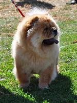 Criadores de cães Chow Chow