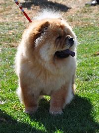 Criadores de cães Chow Chow