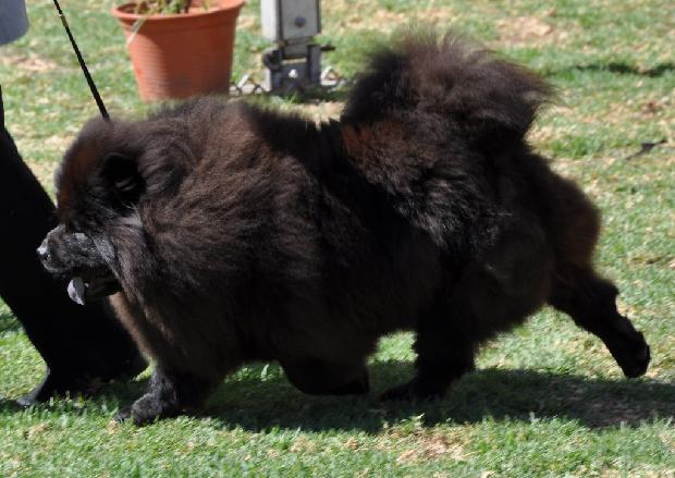 Chow Chow