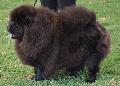 Chow Chow