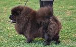 Cães